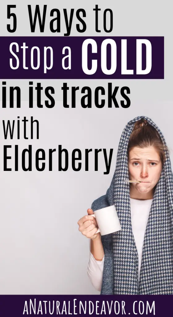 Sambucus, Elderberry, how to fight off a cold with elderberry syrup