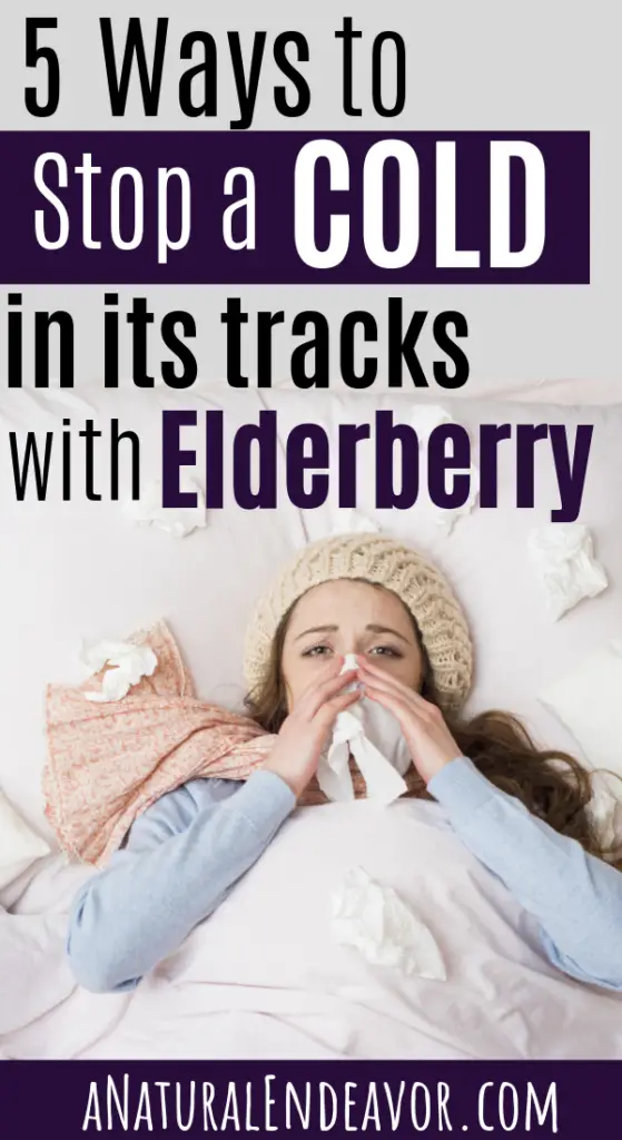 How to stop a cold with elderberry, elderberry cold care, sambucus