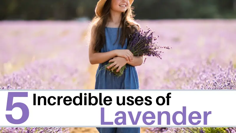 5 Incredible uses of Lavender oil
