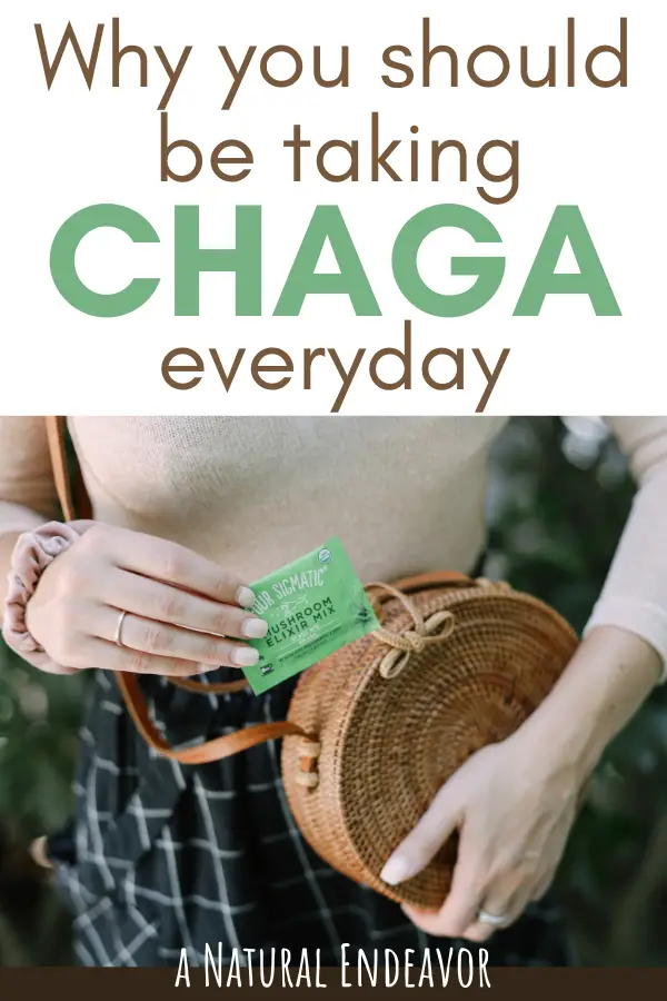 why you should take Chaga everyday
