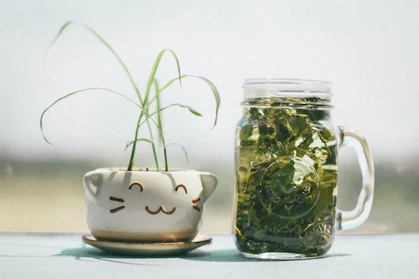 10 Reasons Why Green Tea is Good For Anxiety